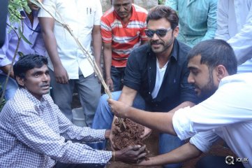  Venkatesh At Haritha Haaram Event